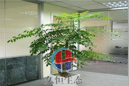 椒江幸福树 (2)
